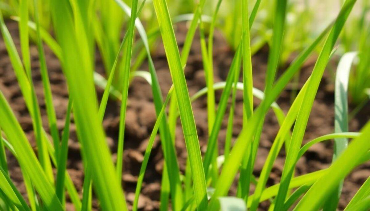 Quels sont les avantages des graminées dans l'amélioration du sol Quels sont les avantages des graminées dans l'amélioration du sol