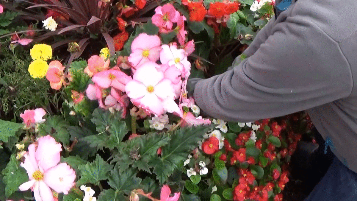 J’ai remplacé mes géraniums par une fleur boule magique : floraison continue et balcon transformé 