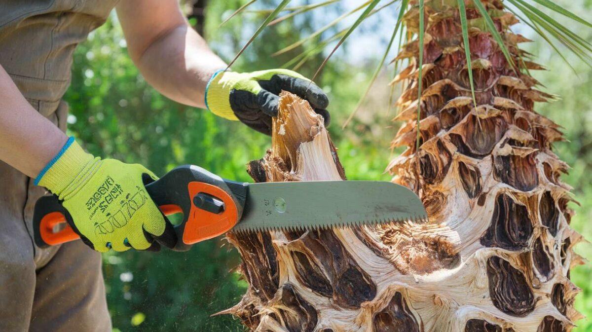 Comment couper un tronc de yucca pourri ?