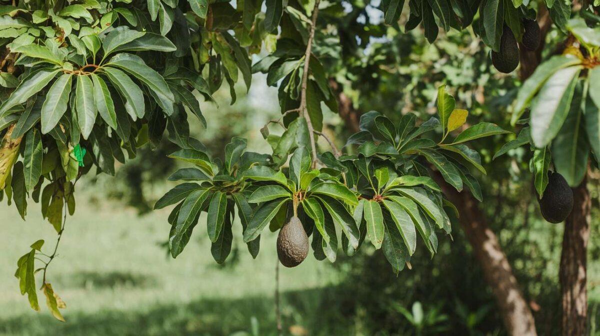 Pourquoi les feuilles de l'avocatier tombent-elles ?