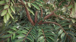 Bouture de sang-dragon : méthode et conseils